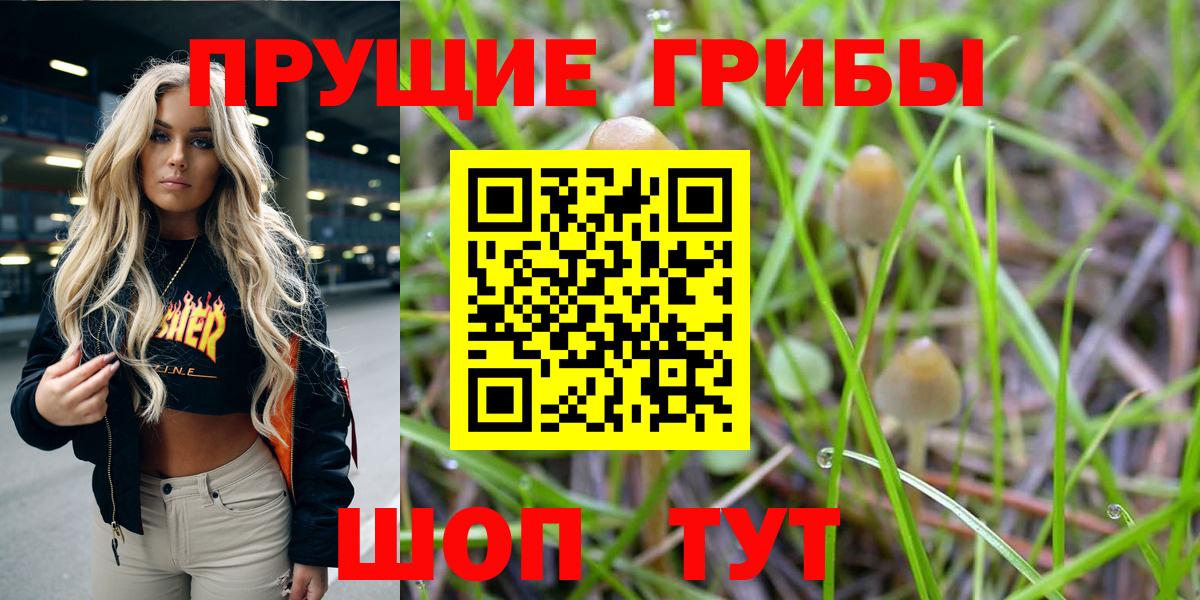 Псилоцибиновые грибы Cubensis  Вход с VPN  Элиста 